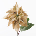 Poinsettia Velvet (Set of 12)