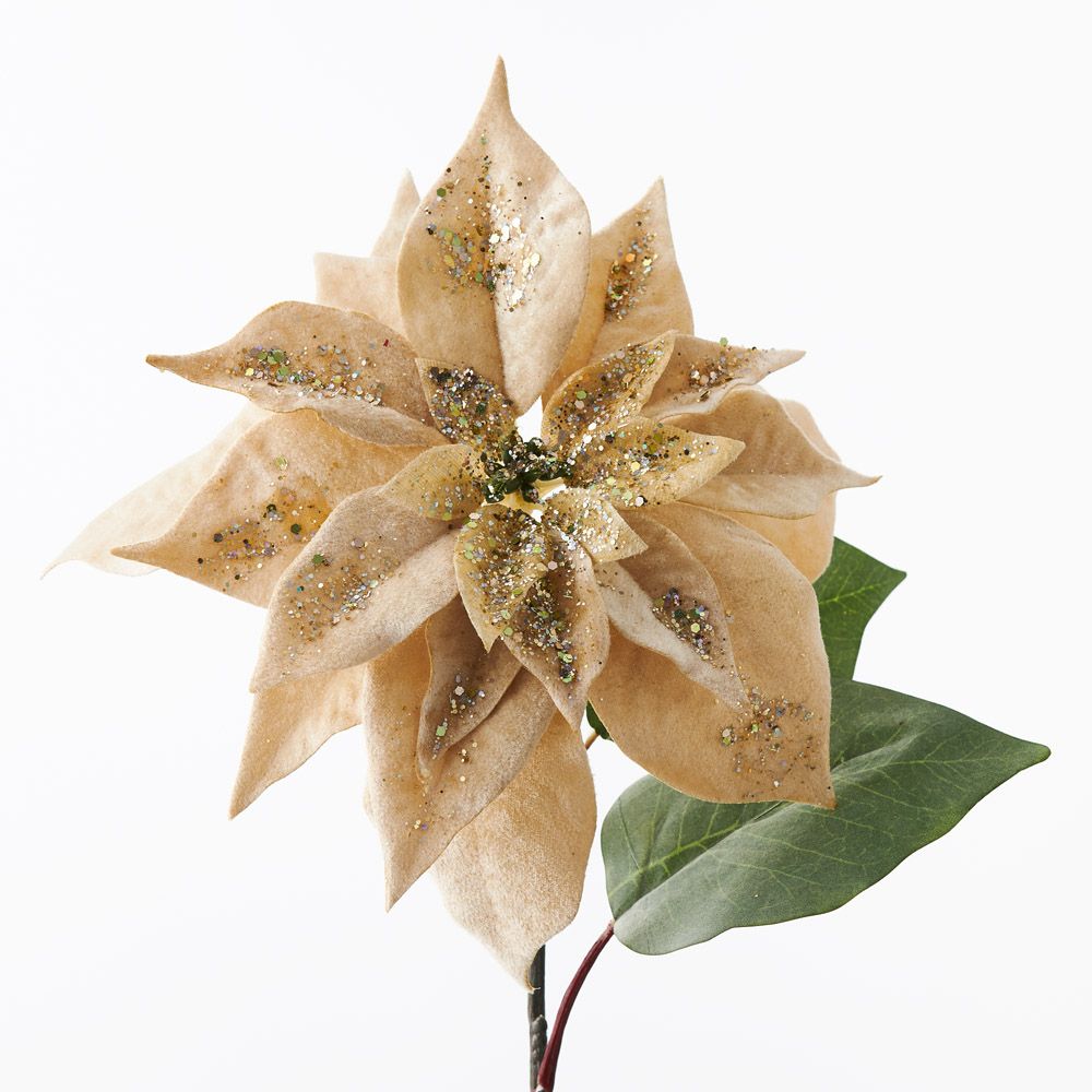 Poinsettia Velvet (Set of 12)