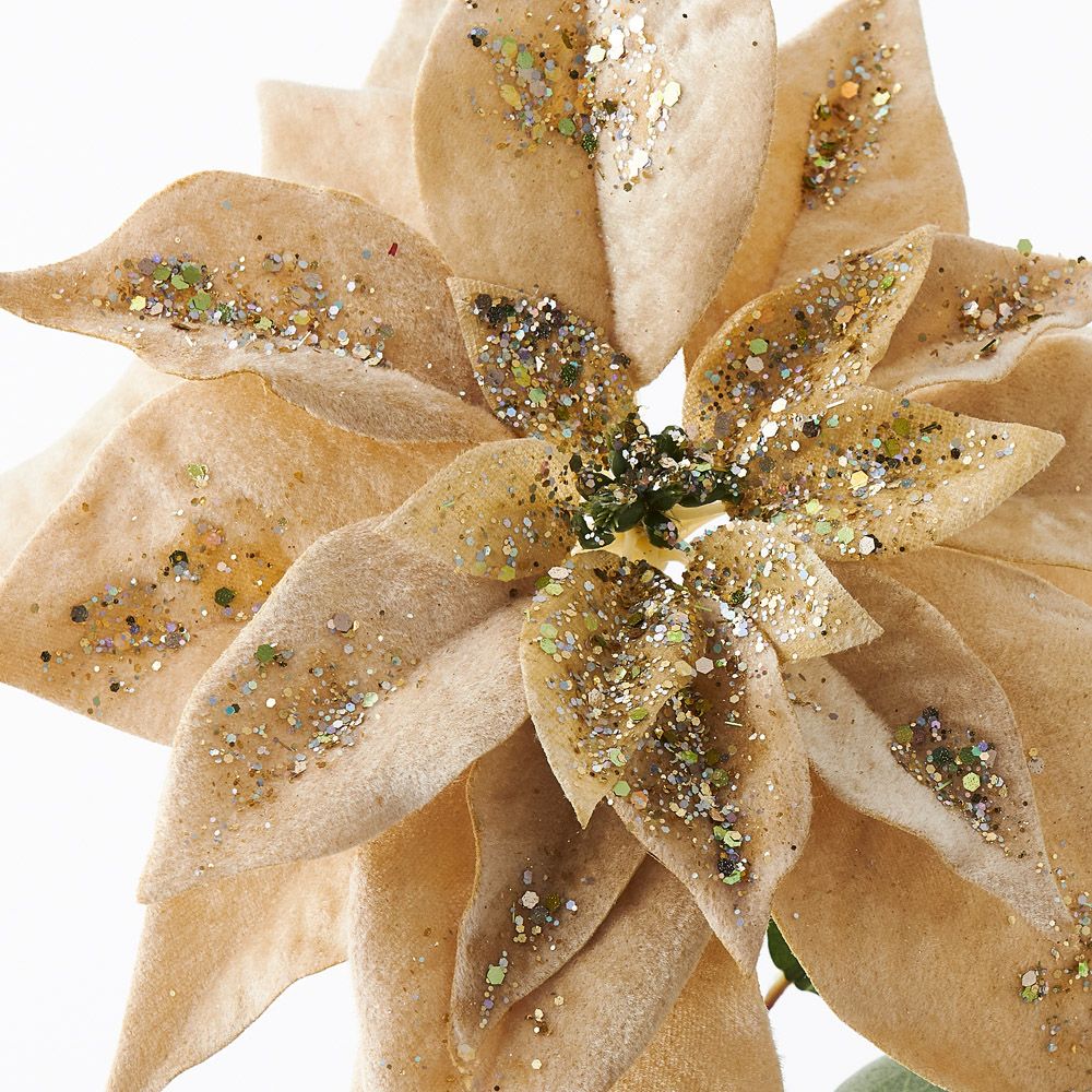 Poinsettia Velvet (Set of 12)