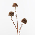 Marigold Metallic Spray (Set of 12)